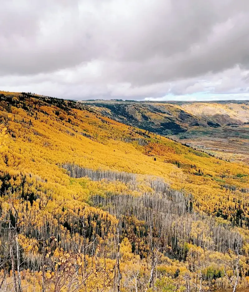 Vibrant autumn landscape featuring rolling hills covered in golden aspen trees, under a cloudy sky with patches of blue
